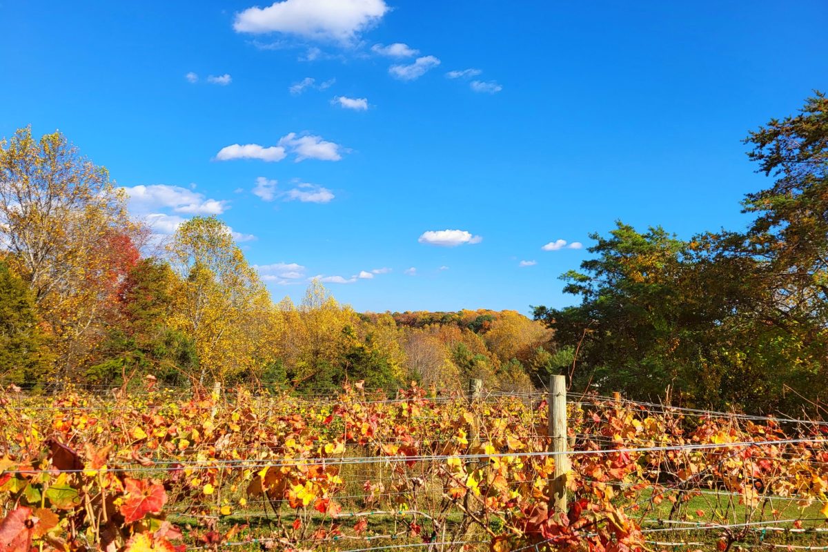 Fall at Montefalco Vineyard