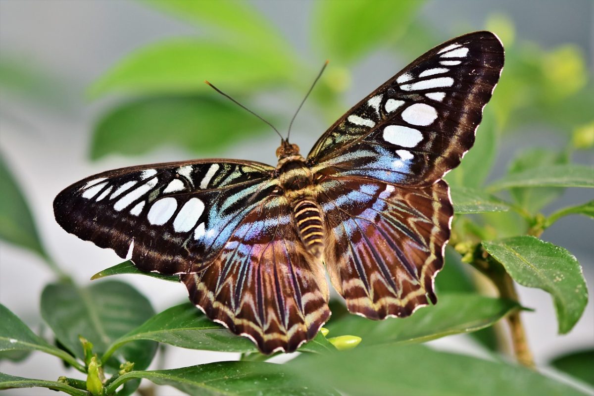 butterfly-3986920_1280