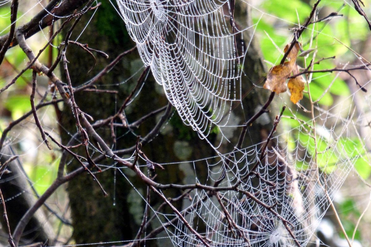 rycky21-spider-4574917_1920