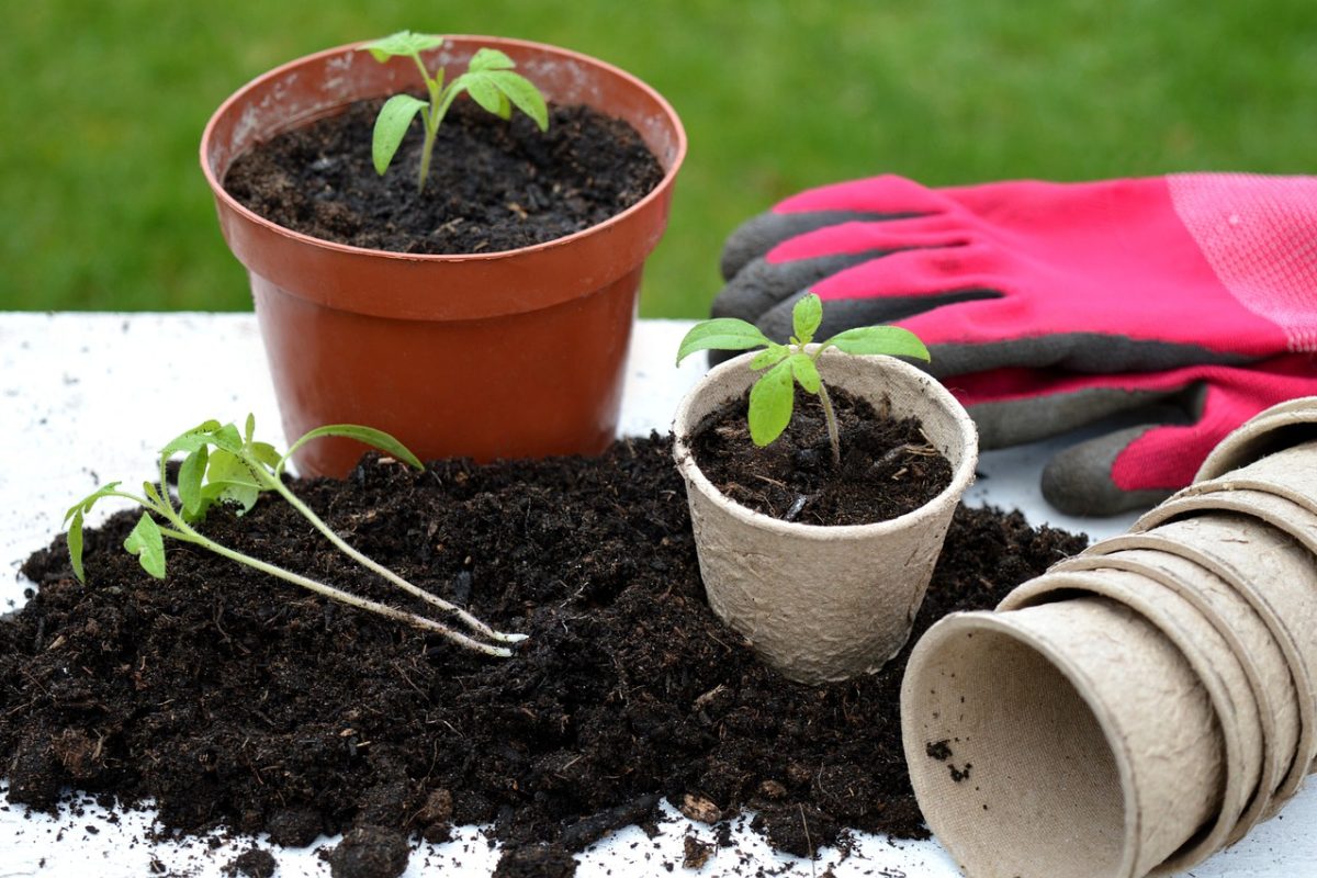 tomato-plants-7049277_1280